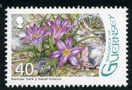 Sand Crocus - Romulea columnae