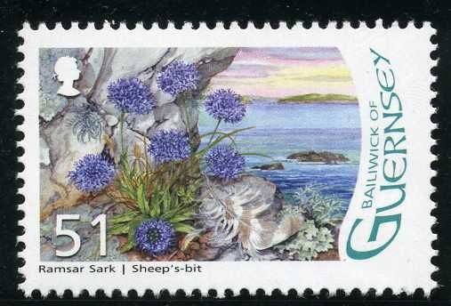 Sheep's Bit - Jasione montana