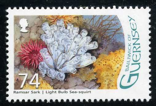Light-bulb Sea Squirt (Clavelina lepadiformis)