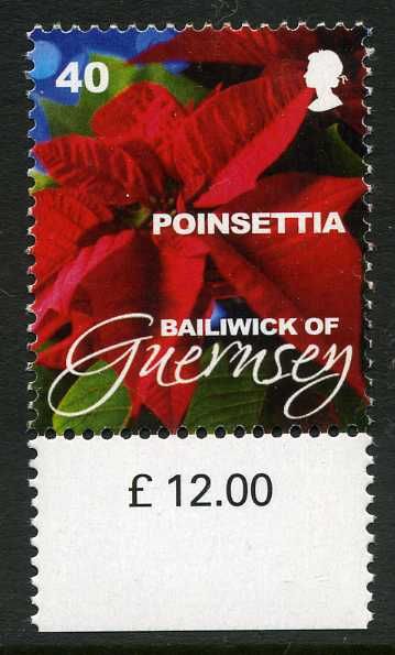 Poinsettia