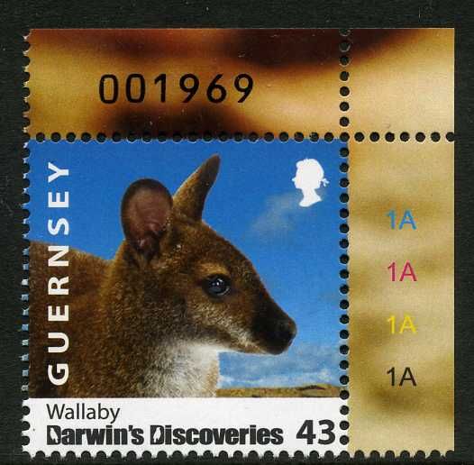 Wallaby (Macropus sp.)