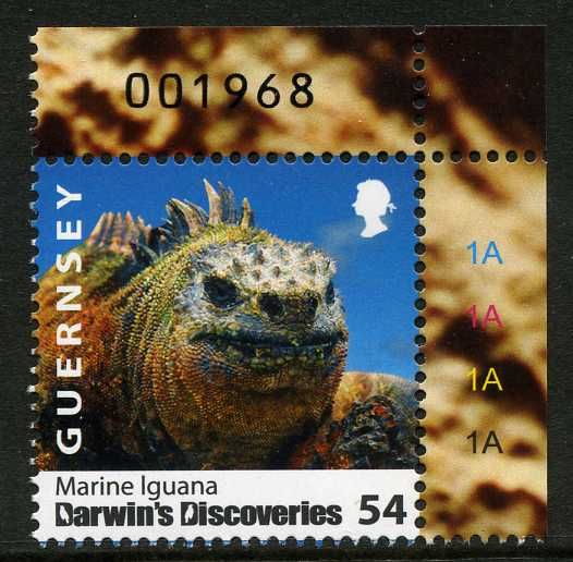 Marine Iguana (Amblyrhynchus cristatus)