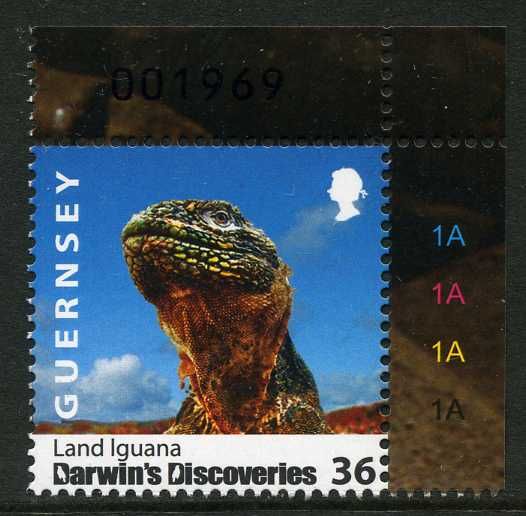 Komodo Dragon (Varanus komodoensis)