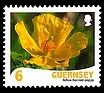 Yellow-horned Poppy - Glaucium flavum