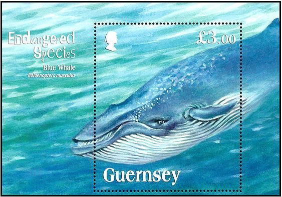 Blue Whale (Balaenoptera musculus)