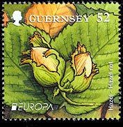 Hazel Nut