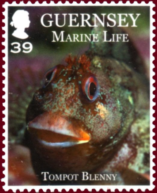 Tompot Blenny (Paraplennius gattorugine)