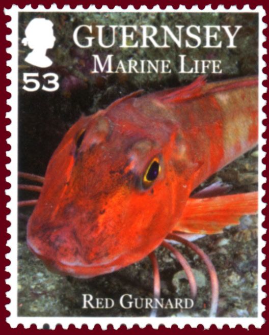 Red Gurnard (Chelidonichthys lucernus)