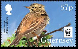 Meadow Pipit (Anthus pratensis)