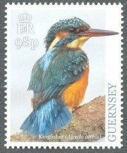 Common Kingfisher (Alcedo atthis)