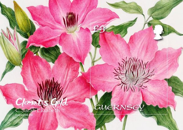 Clematis Sarah Elizabeth