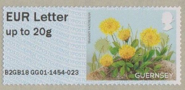 Post & Go : Flowers - Shaggy Mouse-Ear Hawkweed