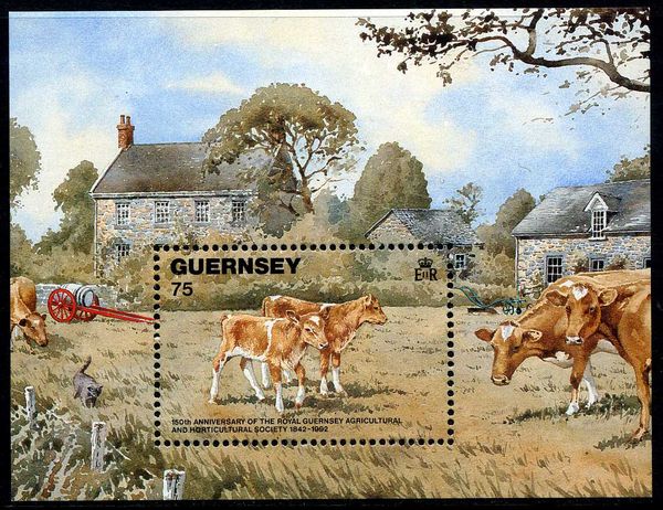 Guernsey Cattle (Bos primigenius taurus)