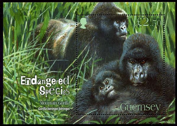 Mountain Gorilla (Gorilla beringei beringei)