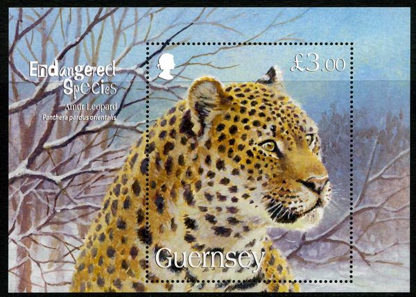 Amur Leopard (Panthera pardus orientalis)