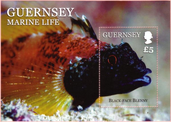 Black-faced Blenny (Tripterygion delaisi)
