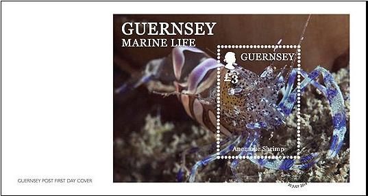 Anemone Shrimp (Periclimenes sp.)