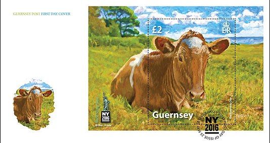 Golden Guernsey Cow (Bos primigenius taurus)