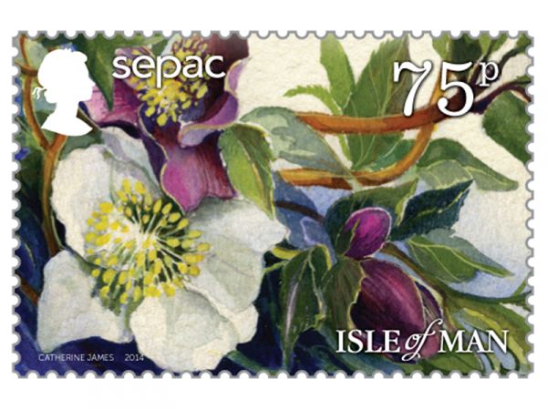 Helleborus niger - SEPAC