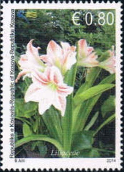 Liliaceae (Hippeastrum sp.)