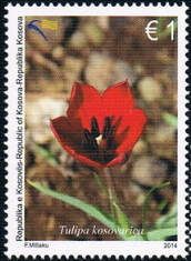 Tulipa kosovarica