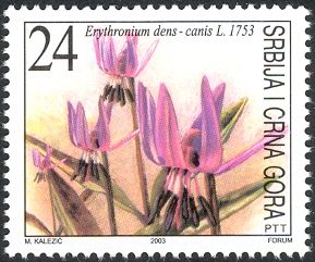 Dogtooth violet (Erythronium dens-canis)
