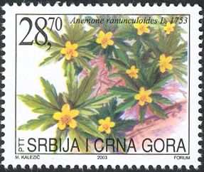 Yellow anemone (Anemone ranunculoides)