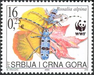 Rosalia Longicorn (Rosalia alpina)