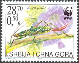 Predatory Bush Cricket (Saga pedo)