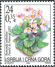 Ramonda nathaliae