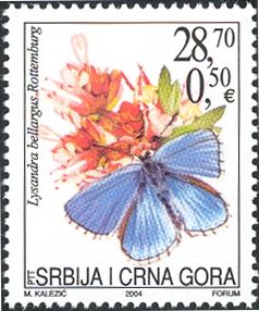 Adonis Blue (Lysandra bellargus)