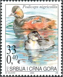 Black-necked Grebe (Podiceps nigricollis