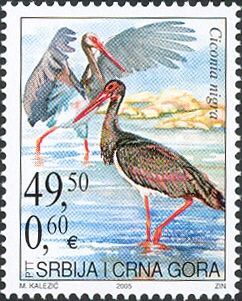 Black Stork (Ciconia nigra)