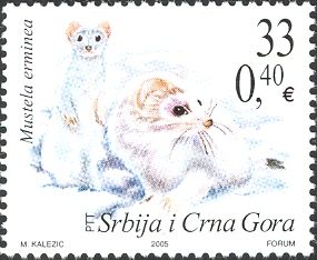 Stoat (Mustela erminea)