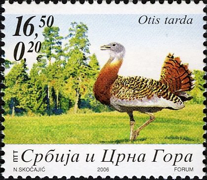 Great Bustard (Otis tarda)