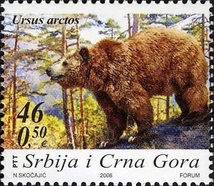 Brown Bear (Ursus arctos)