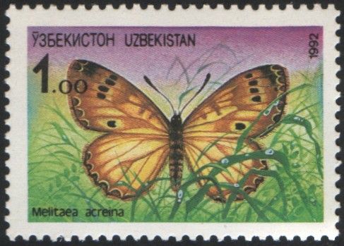 Brush-footed Butterfly (Melitaea acreina)