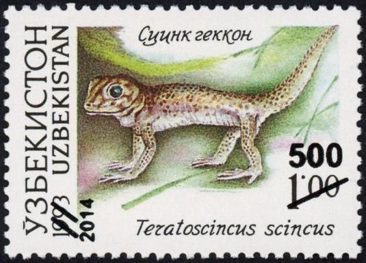 Common Wonder Gecko (Teratoscincus scincus)