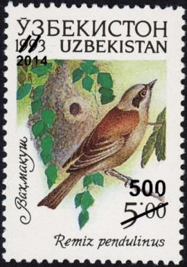 Eurasian Penduline Tit (Remiz pendulinus)