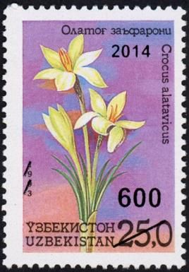 Crocus alatavicus