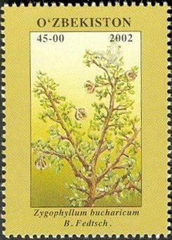 Zygophyllum bucharicum B. Fedtsch