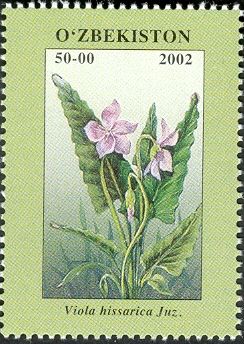Viola hissarica Juz
