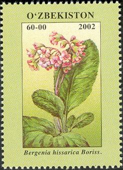 Bergenia hissarica Boriss