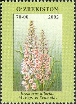 Eremurus hilariae M. Pop. et Schmalch