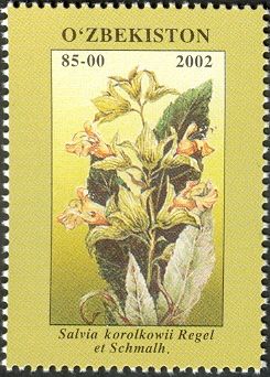 Salvia korolkowii Regel et Schmalh