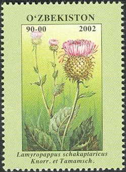 Lamyropappus schakaptaricus Knorr. et Tamamsch