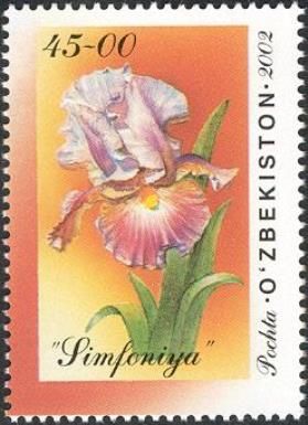 Iris "Simfoniya"