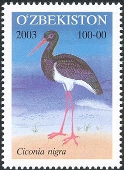Black Stork (Ciconia nigra)