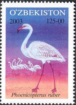American Flamingo (Phoenicopterus ruber)