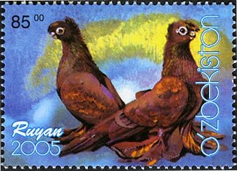 Ruyan (Columba livia forma domestica)